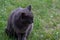 Big gray angry cat sitting on green grass background