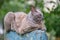 Big gray angry looking Sphinx breed stray cat resting on steet outdoors in summer