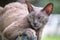 Big gray angry looking Sphinx breed stray cat resting on steet outdoors in summer