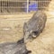 Big gray boar lies in the sand at the zoo