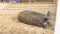 Big gray boar lies in the sand at the zoo