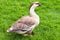 Big gray brown goose stands on grass