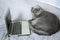 Big gray cat British breed lies on a bed in front of laptop. Comic metaphor for online learning and remote work