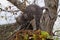 Big gray cat stands and stretches on dry leaves