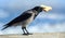 Big gray crow with big piece of bread