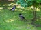 Big gray crows standing on the green grass in the park