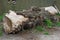 Big gray dry poplar log is lying on the ground outside the fence