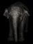 Big gray elephant on a black background