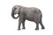 Big gray elephant on white background.