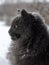 Big gray Maine Coon sits outdoor in winter, it is snowing, snowflakes fall on the fur.