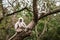 Big gray monkeys with long tails are sitting on a tree