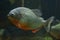 Big gray predatory piranha fish in aquarium water