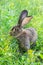 Big gray rabbit breed Vander on the green grass. Rabbit eats grass. Breeding rabbits on the farm