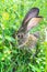 Big gray rabbit breed Vander on the green grass. Rabbit eats grass. Breeding rabbits on the farm