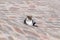 A big  gray and white cat lies and rests on the roof of the mosque roof of the Muslim part of the grave of the prophet Samuel on