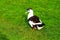 A big gray and white fluffy drake, stands on a green lawn, spring, summer. Poultry on a farm. Waterfowl birds, drake