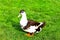 A big gray and white fluffy goose, stands on a green lawn, spring, summer. Poultry on a farm in the village. Waterfowl