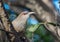 The big Great Lizard Cuckoo bird