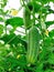 Big greeen cucumber growing in hothouse