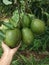 big green avocado fruit, looks like a farmer& x27;s hand wants to pick