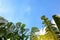 Big green banana leaves of exotic palm tree in sunshine on blue sky background.