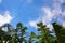 Big green banana leaves of exotic palm tree in sunshine on blue sky background.