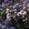 Big green beetle and swallowtail butterfly on clusters of lilac, beautiful purple flowers