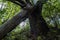 Big green broken tree branch. broken tree on a sunny summer day. forest landscape