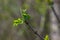 Big green buds branches. Young green leaves coming out from thick green buds. branches with new foliage illuminated by the day sun