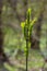 Big green buds branches. Young green leaves coming out from thick green buds. branches with new foliage illuminated by the day sun