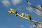 Big green buds branches. Young green leaves coming out from thick green buds. branches with new foliage illuminated by the day sun