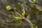 Big green buds branches. Young green leaves coming out from thick green buds. branches with new foliage illuminated by the day sun