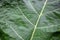 Big green burdock leaf in July