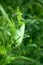 Big Green Bush-Cricket Tettigonia viridissima in nature