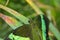 Big green butterfly Emerald Swallowtail close up, Papilio palinurus