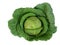 Big green cabbage