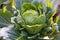 Big green cabbage in the garden. Cabbage grown in the field is ready for harvest