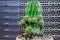 Big green cactus in a pot on a background of computer servers and switches
