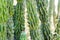 Big green cactus with thorns outdoor in desert. Plant cactus with spines. Nature, floral background