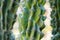 Big green cactus with thorns outdoor in desert. Plant cactus with spines. Nature, floral background