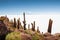 Big green cactuses on Incahuasi island, Salar de Uyuni salt flat, Altiplano, Bolivia