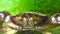 Big Green crab Carcinus maenas . Invasive species