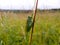 Big green cricket sitting on a long blade of grass in the field. A close-up shot, selective focus