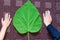 big green eco leaf of catalpa bignonioides size in comparation with childrens hands put on brown carpet