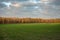 Big green field, an autumn long birch forest and gray clouds in the sky