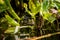 Big green frog lurking in a pond for insects like bees and flies in close-up-view and macro shot shows motionless amphibian