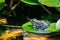 Big green frog lurking in a pond for insects like bees and flies in close-up-view and macro shot shows motionless amphibian