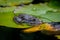 Big green frog lurking in a pond for insects like bees and flies in close-up-view and macro shot shows motionless amphibian