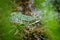 Big green frog lurking in a pond for insects like bees and flies in close-up-view and macro shot shows motionless amphibian