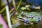 Big green frog lurking in a pond for insects like bees and flies in close-up-view and macro shot shows motionless amphibian